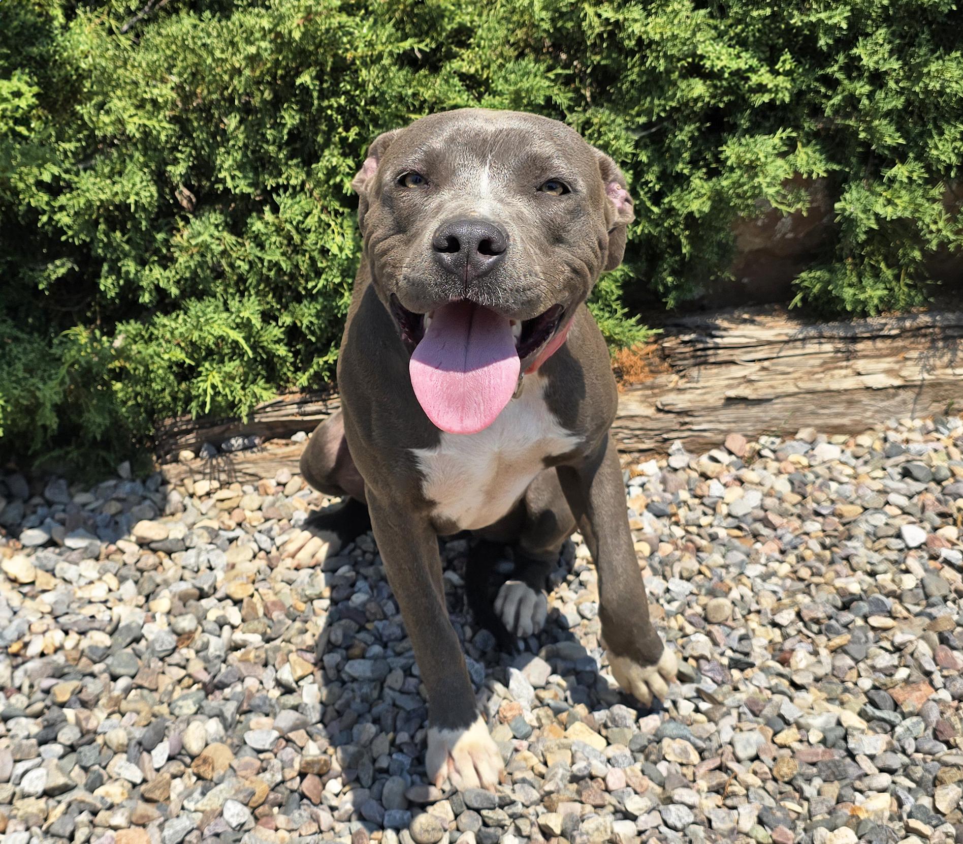 Kissable Ms Kaylee - Sooooo SWEET, a ADOPTABLE American Staffordshire Terrier in Albuquerque, NM image 2/2
