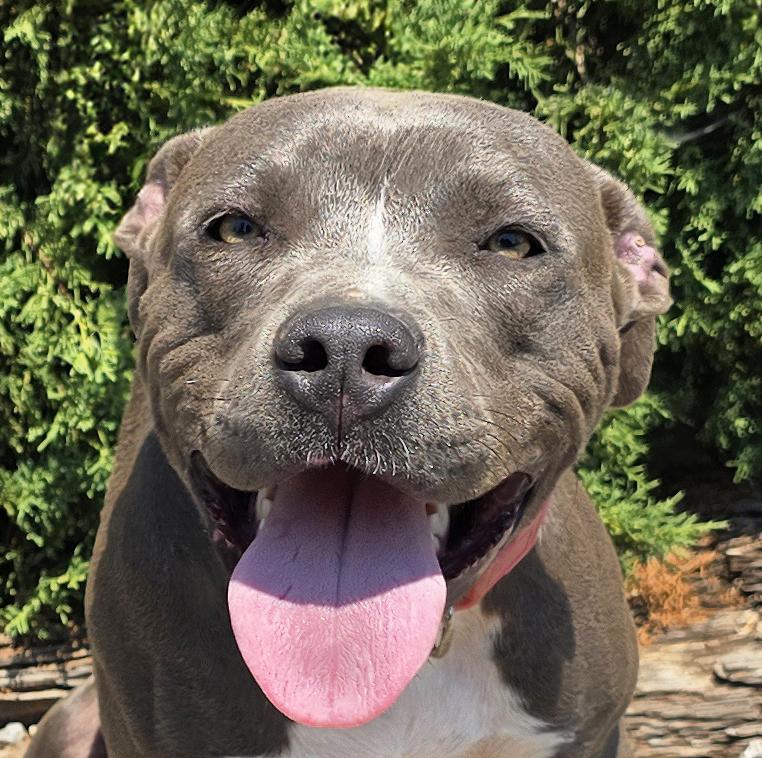 Kissable Ms Kaylee - Sooooo SWEET, ADOPTABLE, Young Female American Staffordshire Terrier.