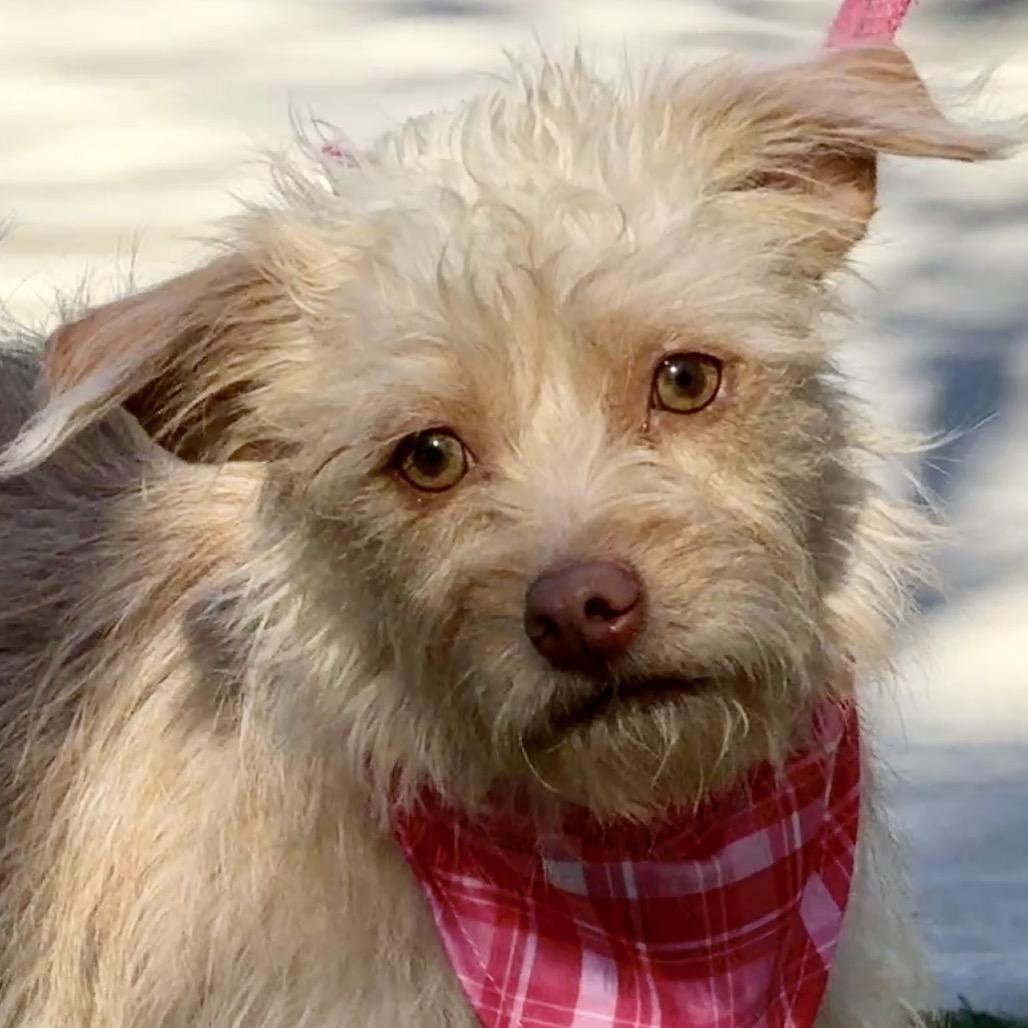 Enlarge Fiona, a Adoptable mixed breed in Dublin, OH image 2/6