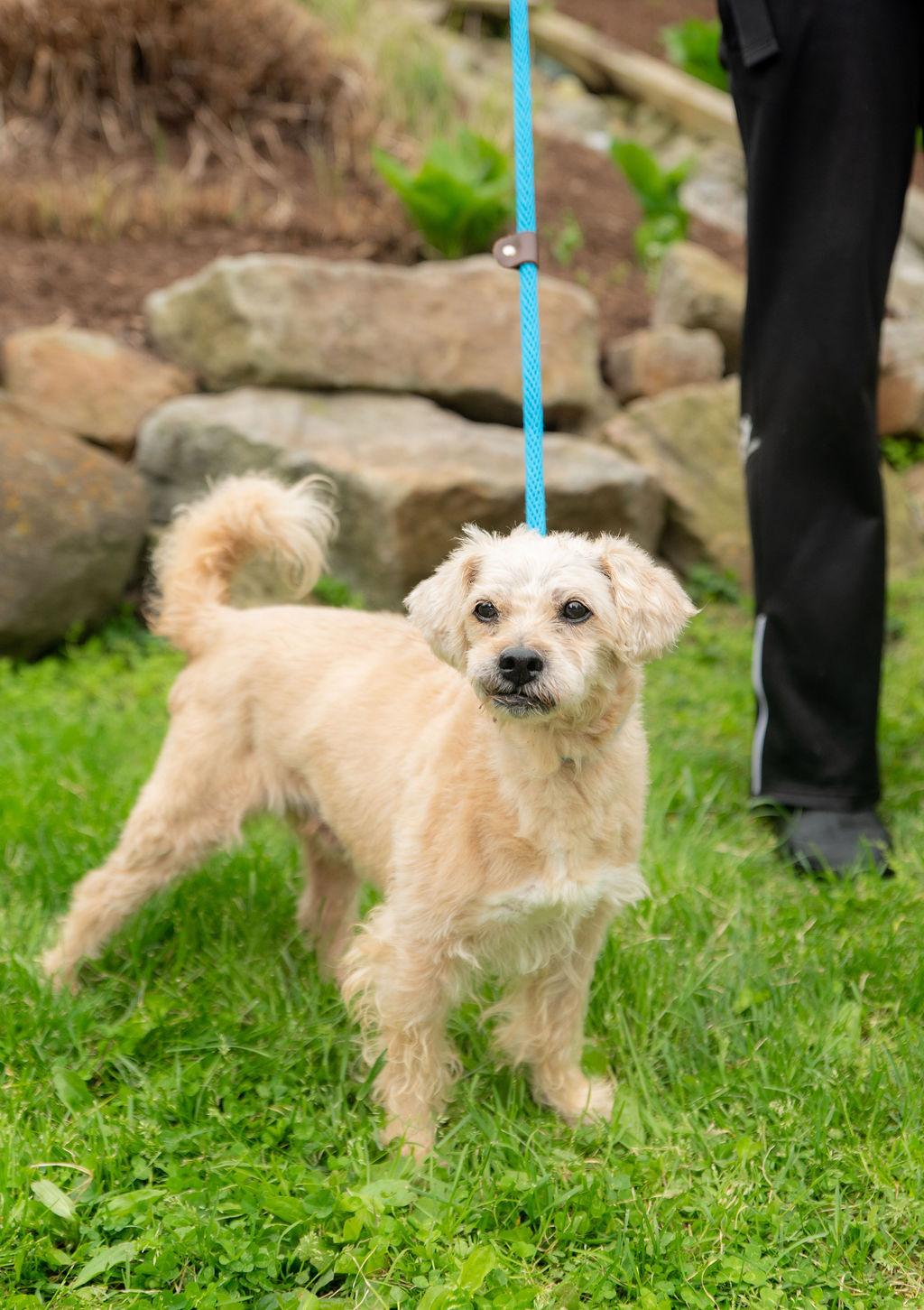 Samuel , Adoptable, Adult Male Mixed Breed.