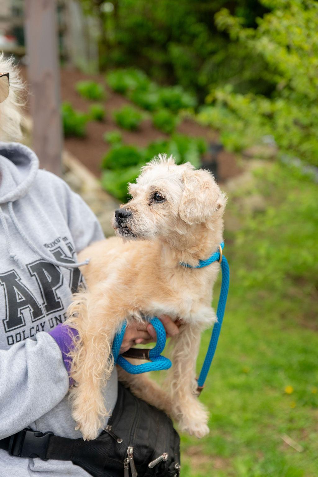 Samuel , a Adoptable Mixed Breed in Chester Springs, PA image 2/4