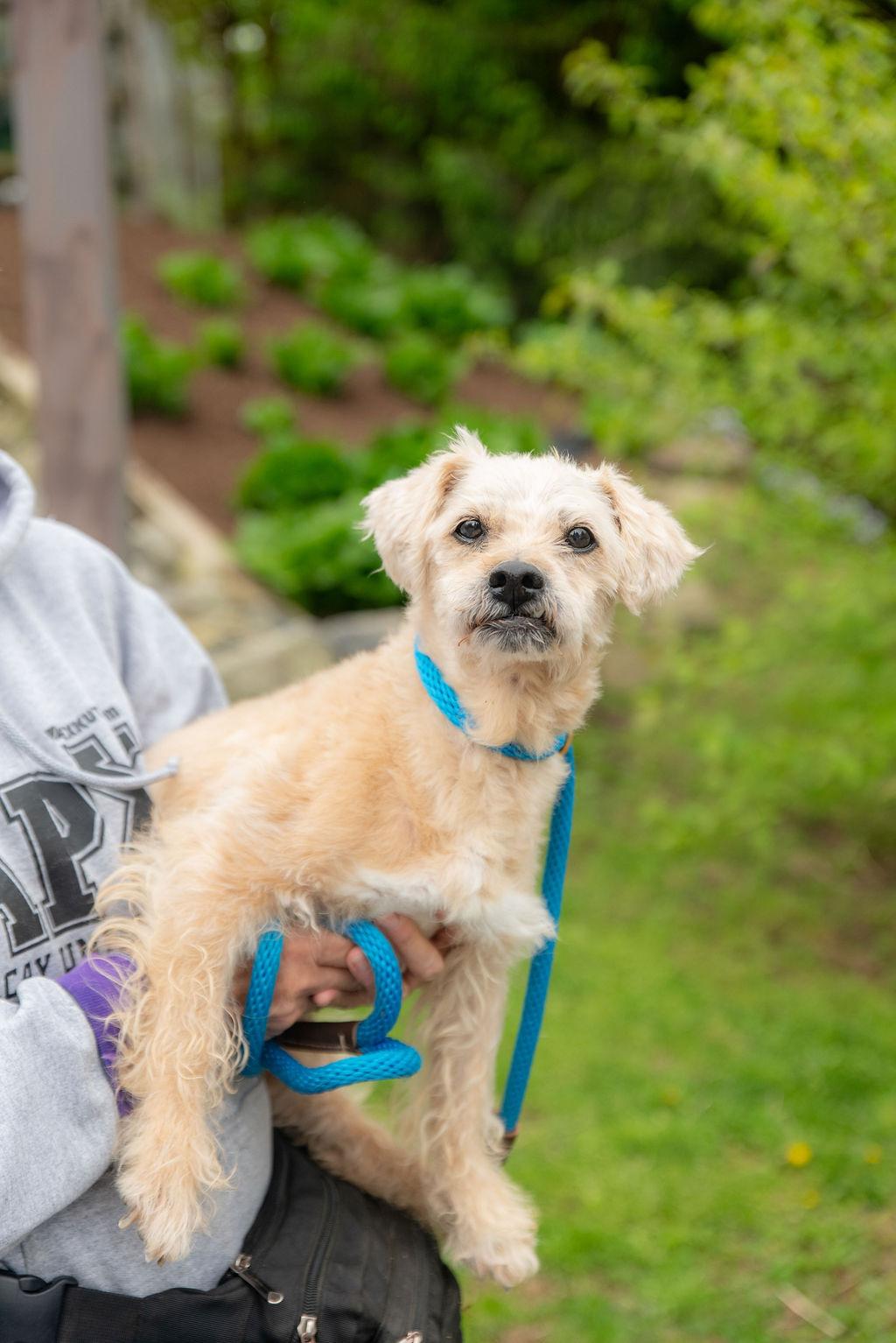 Samuel , a Adoptable Mixed Breed in Chester Springs, PA image 4/4