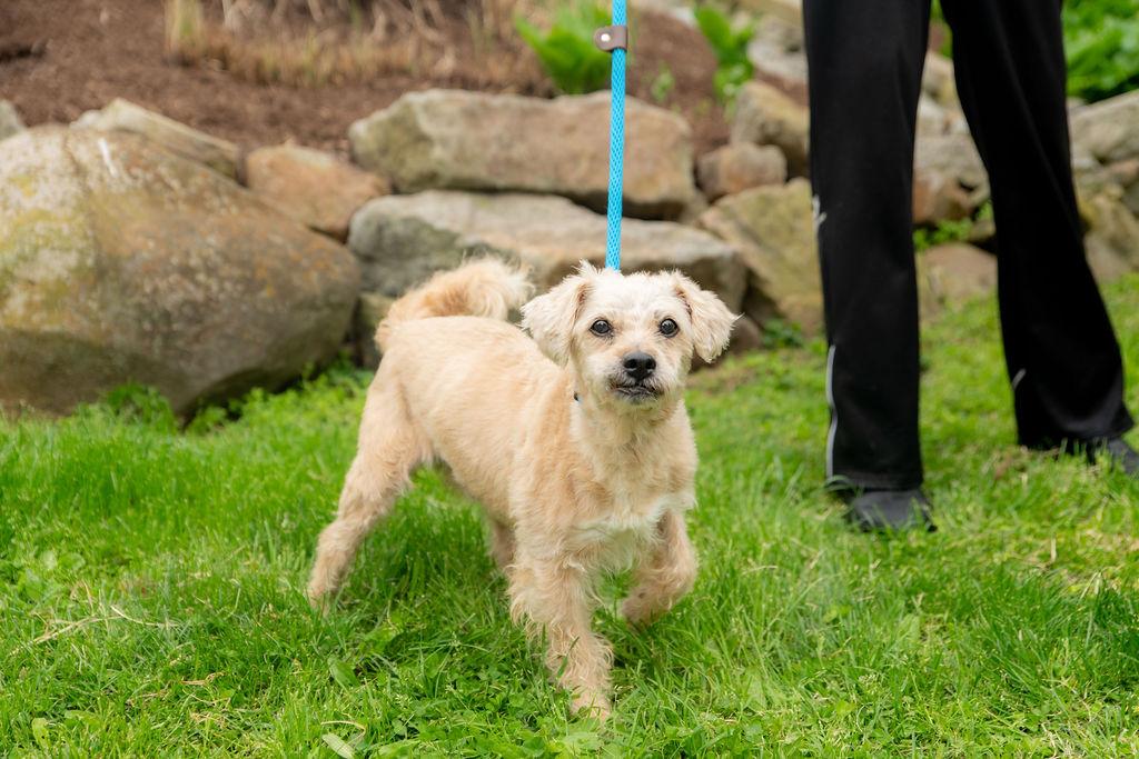 Samuel , a Adoptable Mixed Breed in Chester Springs, PA image 3/4