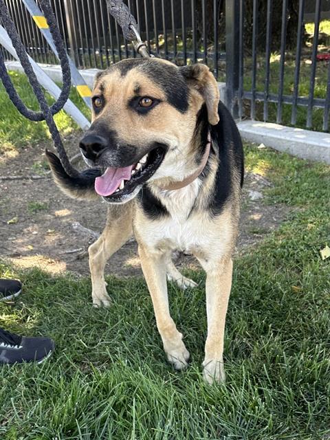 BUDDY, Adoptable, Young Male German Shepherd Dog & Mixed Breed.