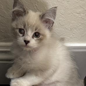 London Fog, Adoptable, Kitten Female Siamese & Siamese.