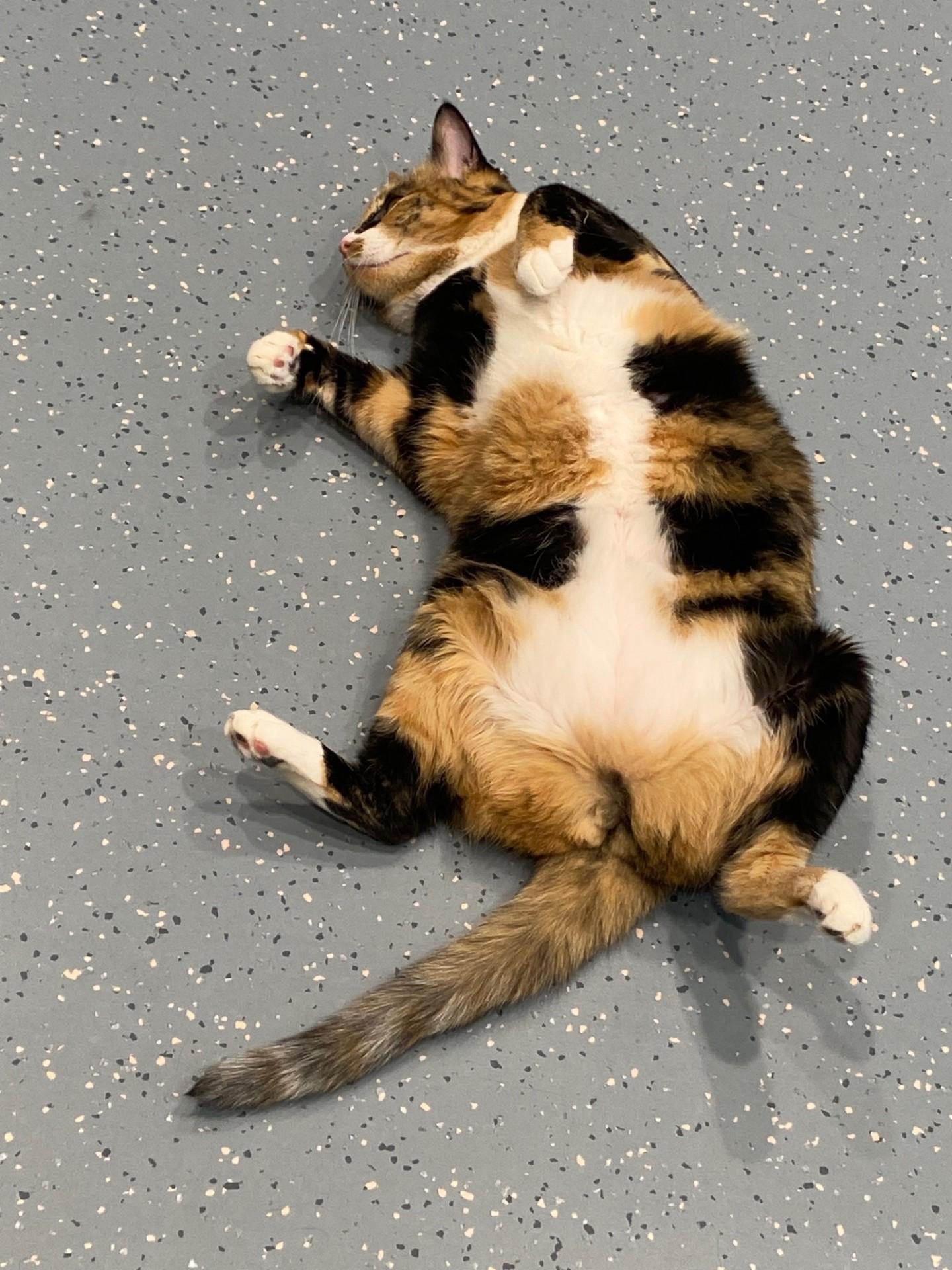 Enlarge Missy, a Adoptable Domestic Short Hair in Mesquite, NV image 3/3