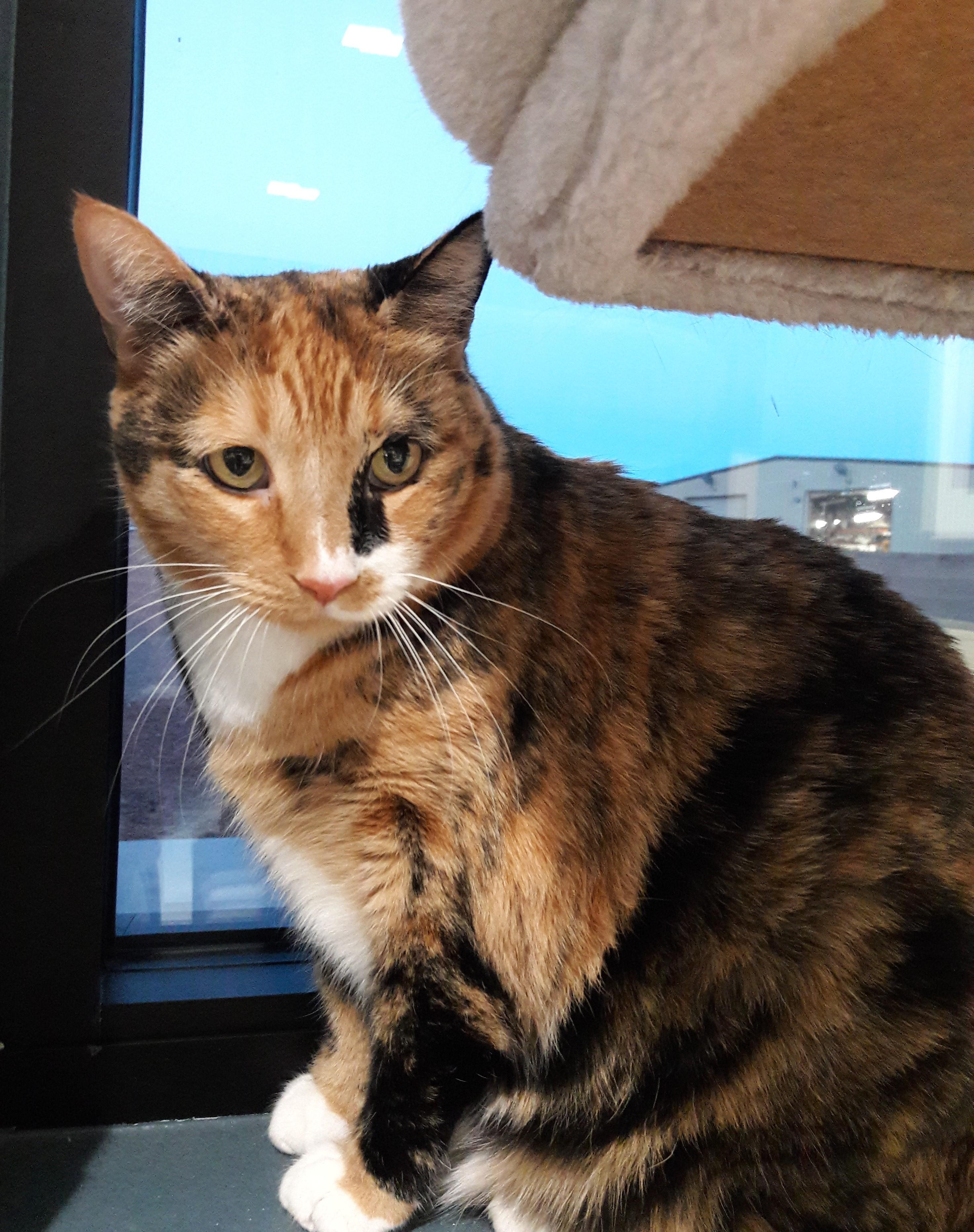 Enlarge Missy, a Adoptable Domestic Short Hair in Mesquite, NV image 2/3