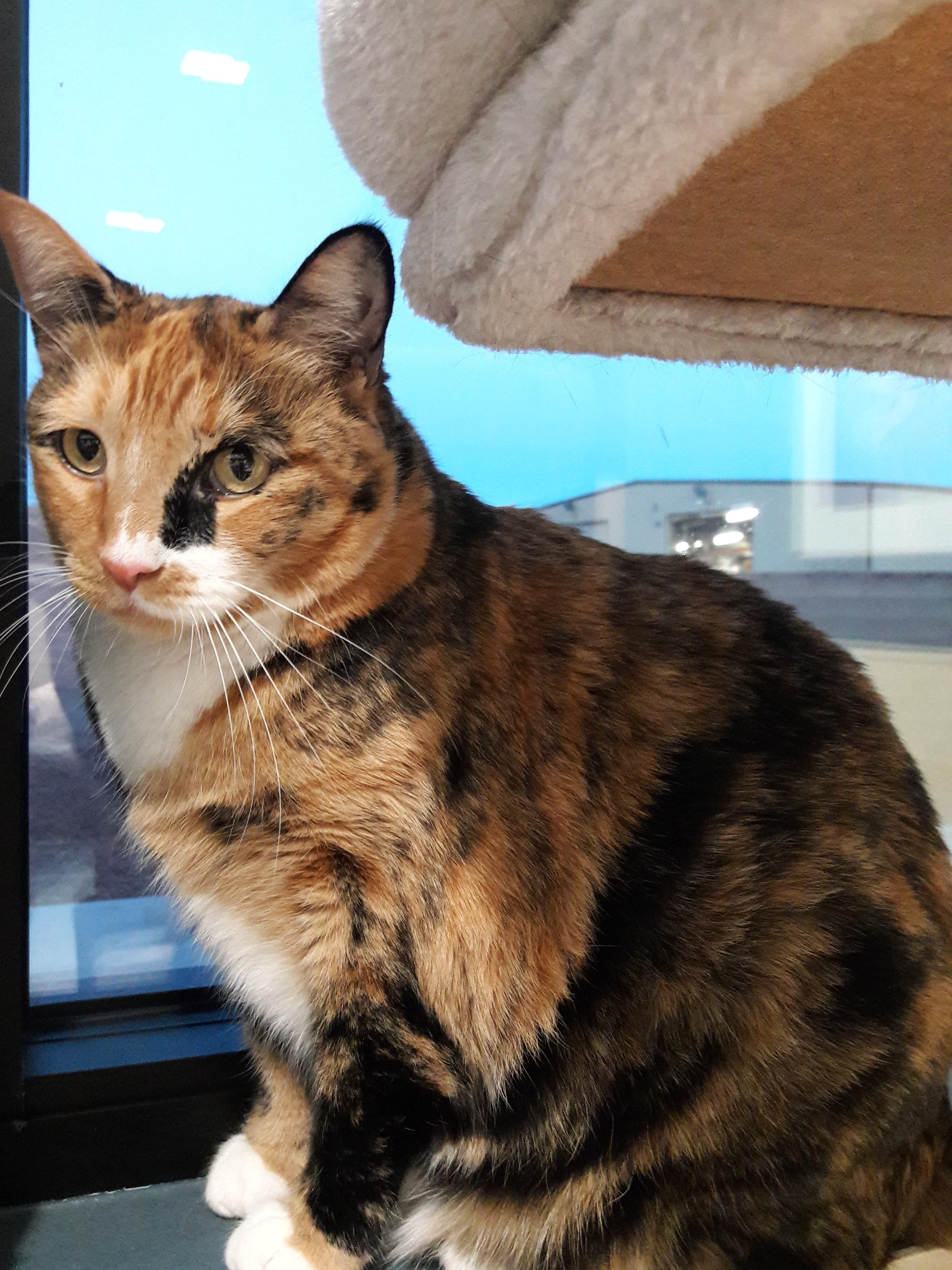 Enlarge Missy, a Adoptable Domestic Short Hair in Mesquite, NV image 1/3