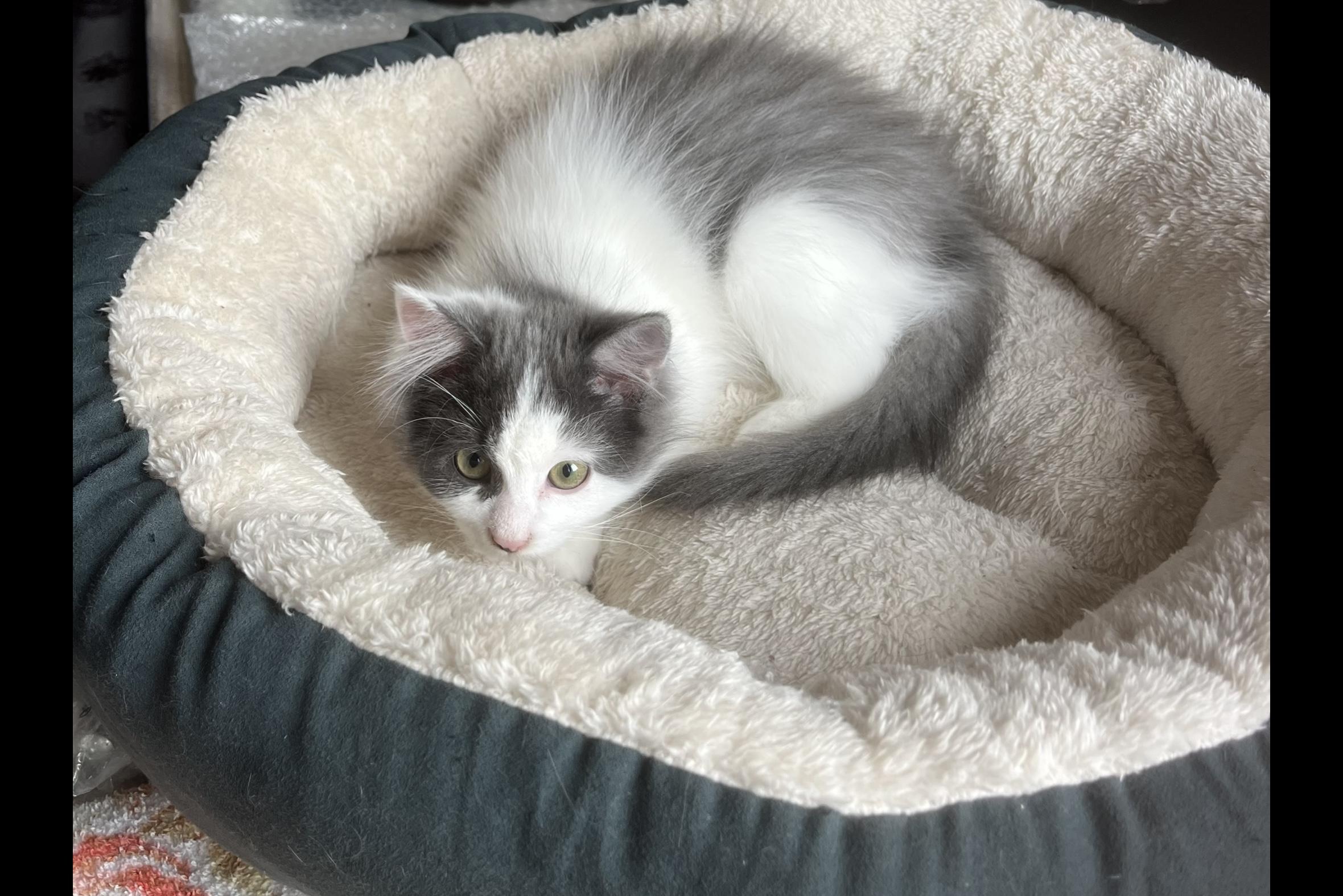 Paisley (FA/FF), Adoptable, Kitten Female Domestic Medium Hair.