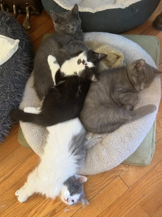 Paisley (FA/FF), a Adoptable Domestic Medium Hair in Sainte-Angele-de-Monnoir, QC image 4/4