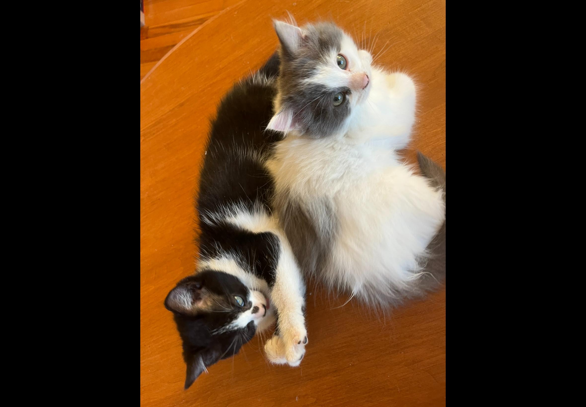 Paisley (FA/FF), a Adoptable Domestic Medium Hair in Sainte-Angele-de-Monnoir, QC image 3/4