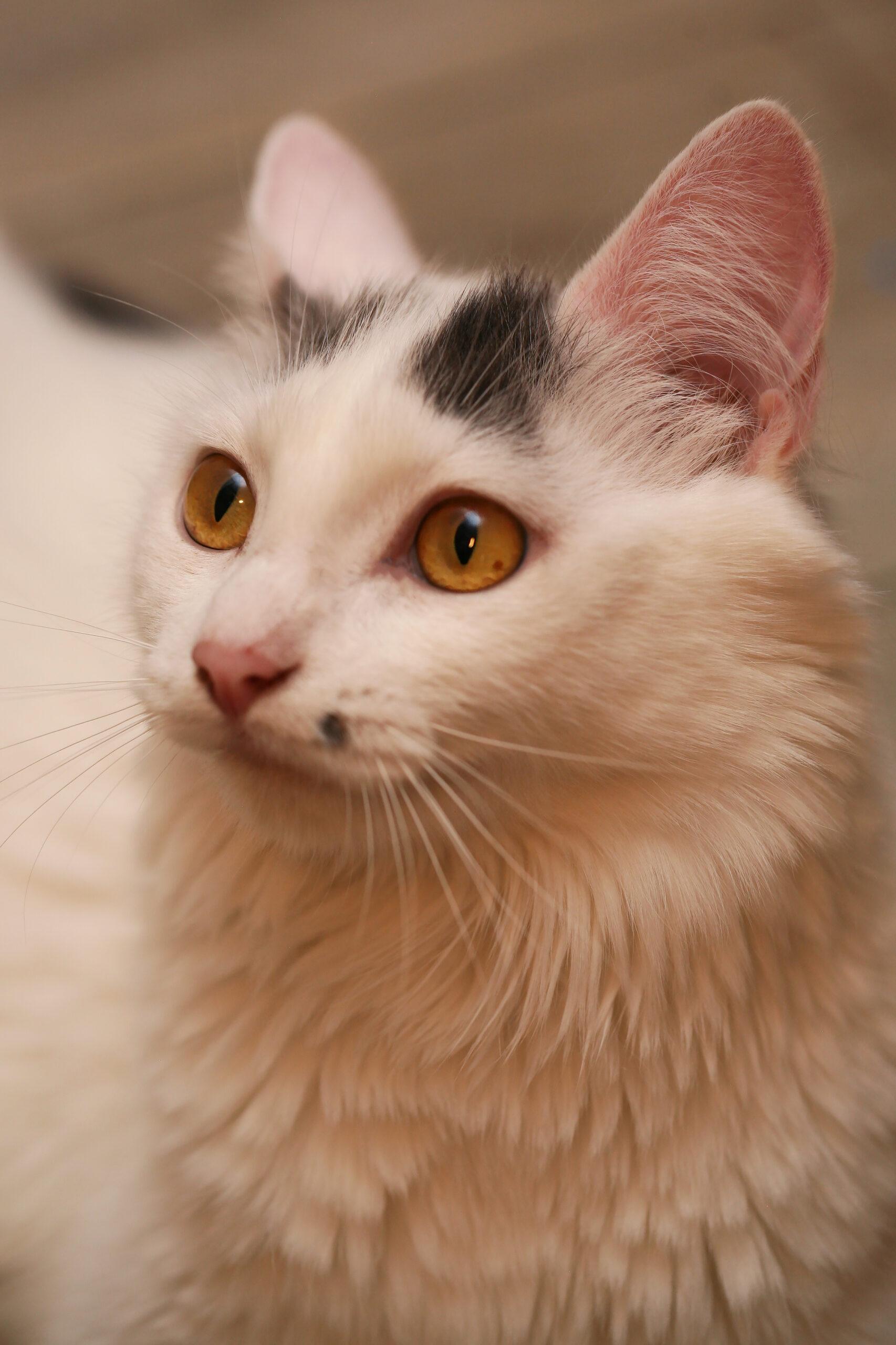 Marilyn Monroe, an adopted Domestic Medium Hair in Calgary, AB image 3/3