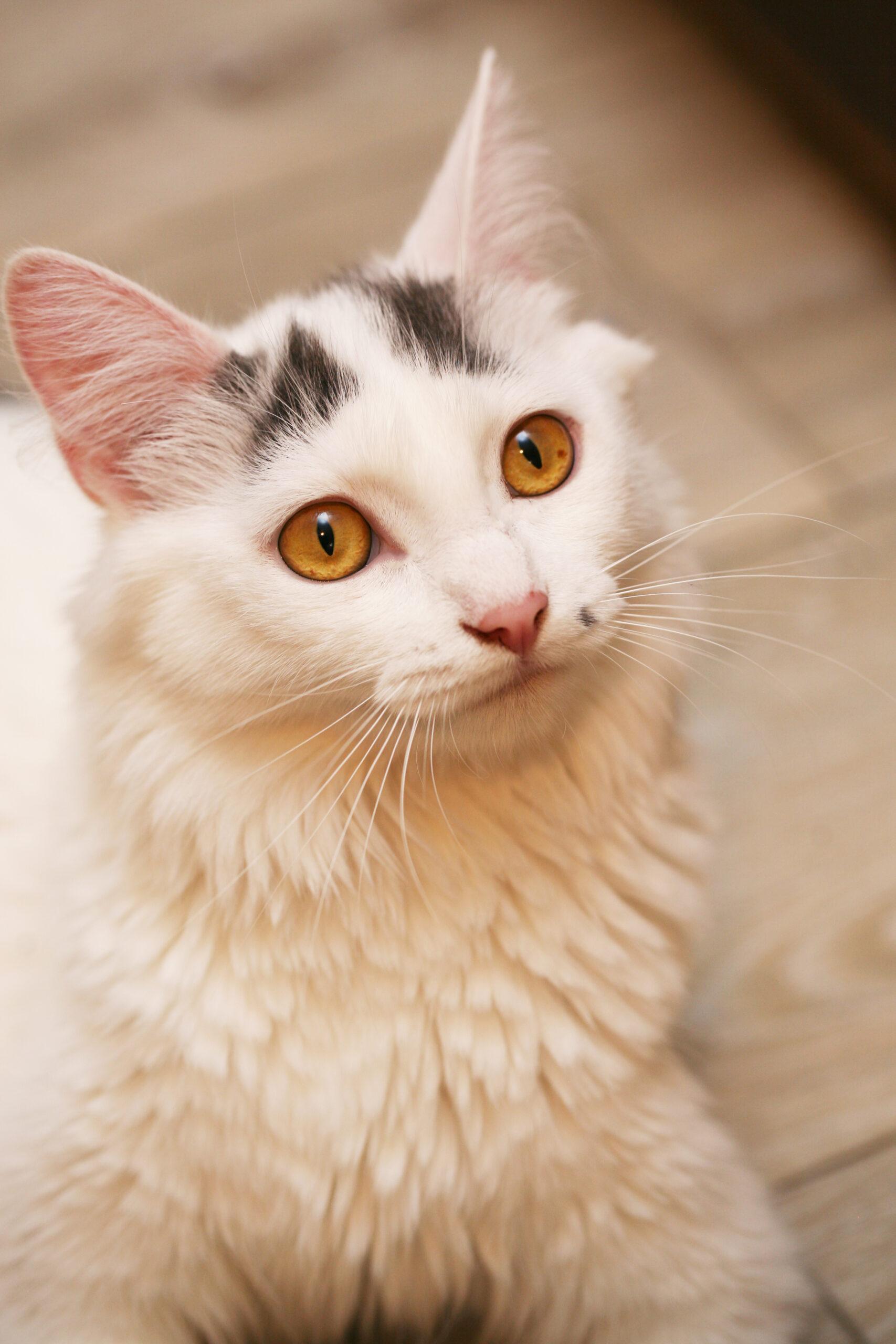 Marilyn Monroe, adopted, Adult Female Domestic Medium Hair.