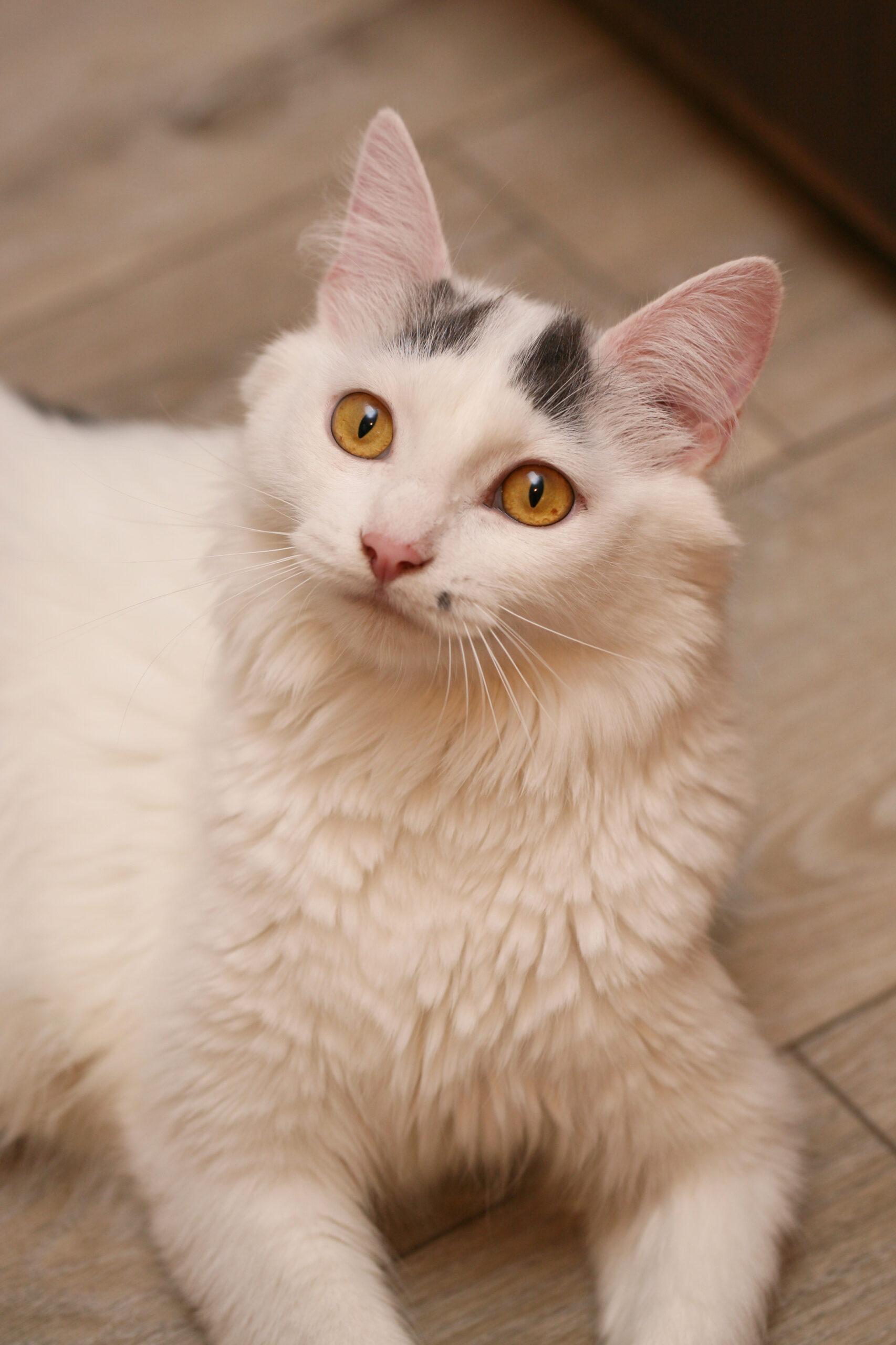 Marilyn Monroe, an adopted Domestic Medium Hair in Calgary, AB image 2/3