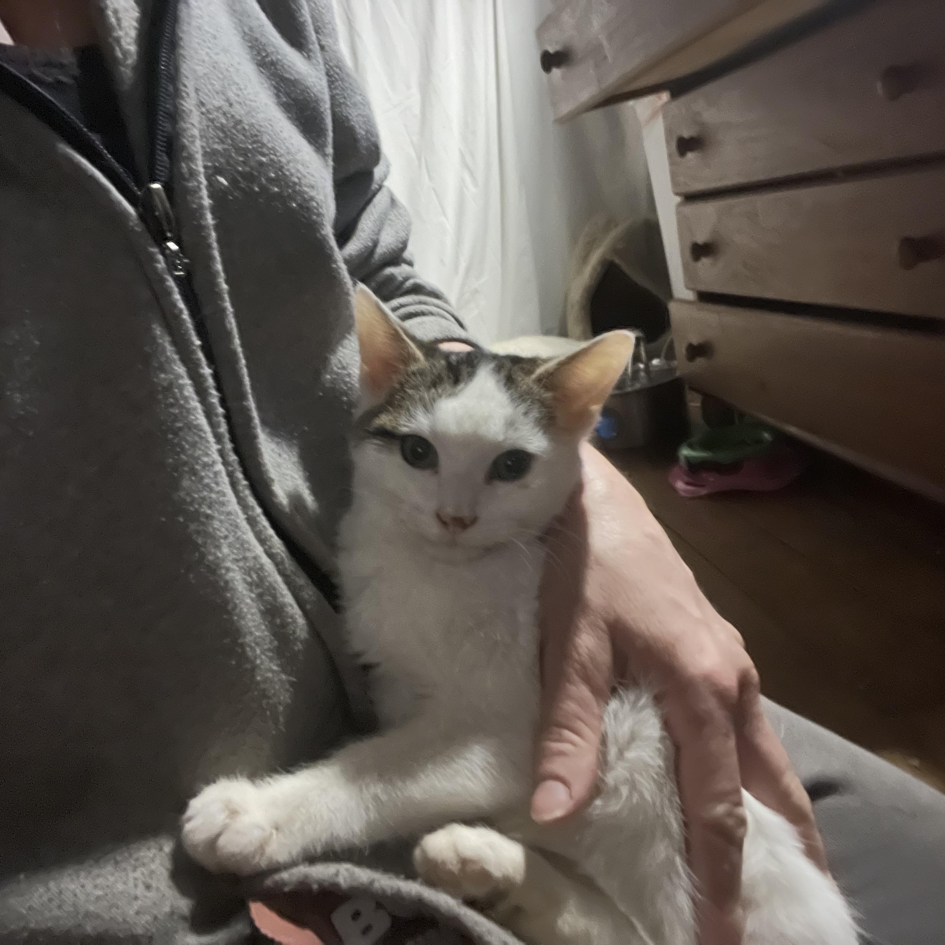 Kipp , ADOPTABLE, Kitten Male Turkish Van.