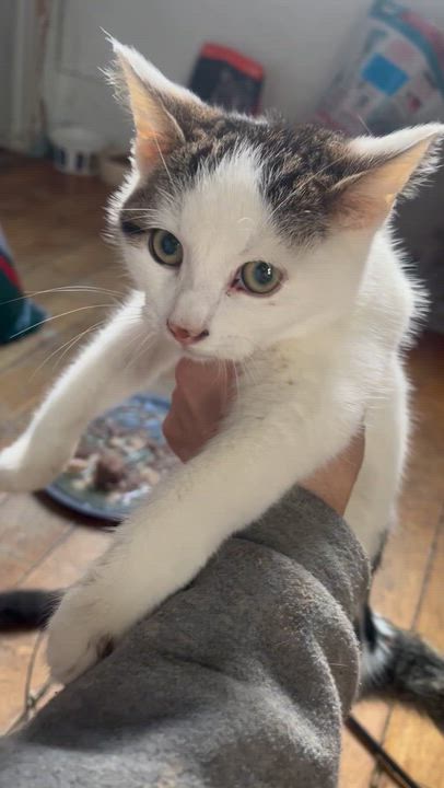 Enlarge Kipp , an adopted mixed breed in Newark valley, NY video 5/6