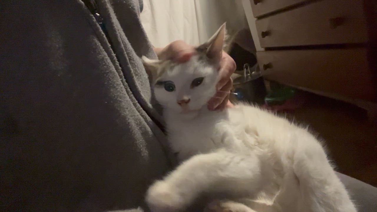 Enlarge Kipp , an adopted mixed breed in Newark valley, NY video 3/6