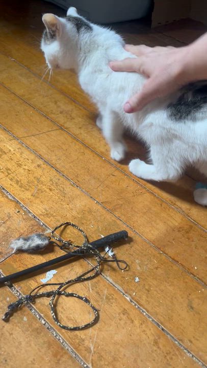 Enlarge Kipp , an adopted mixed breed in Newark valley, NY video 4/6