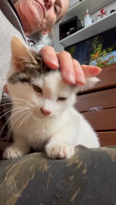 Enlarge Kipp , an adopted mixed breed in Newark valley, NY video 2/6