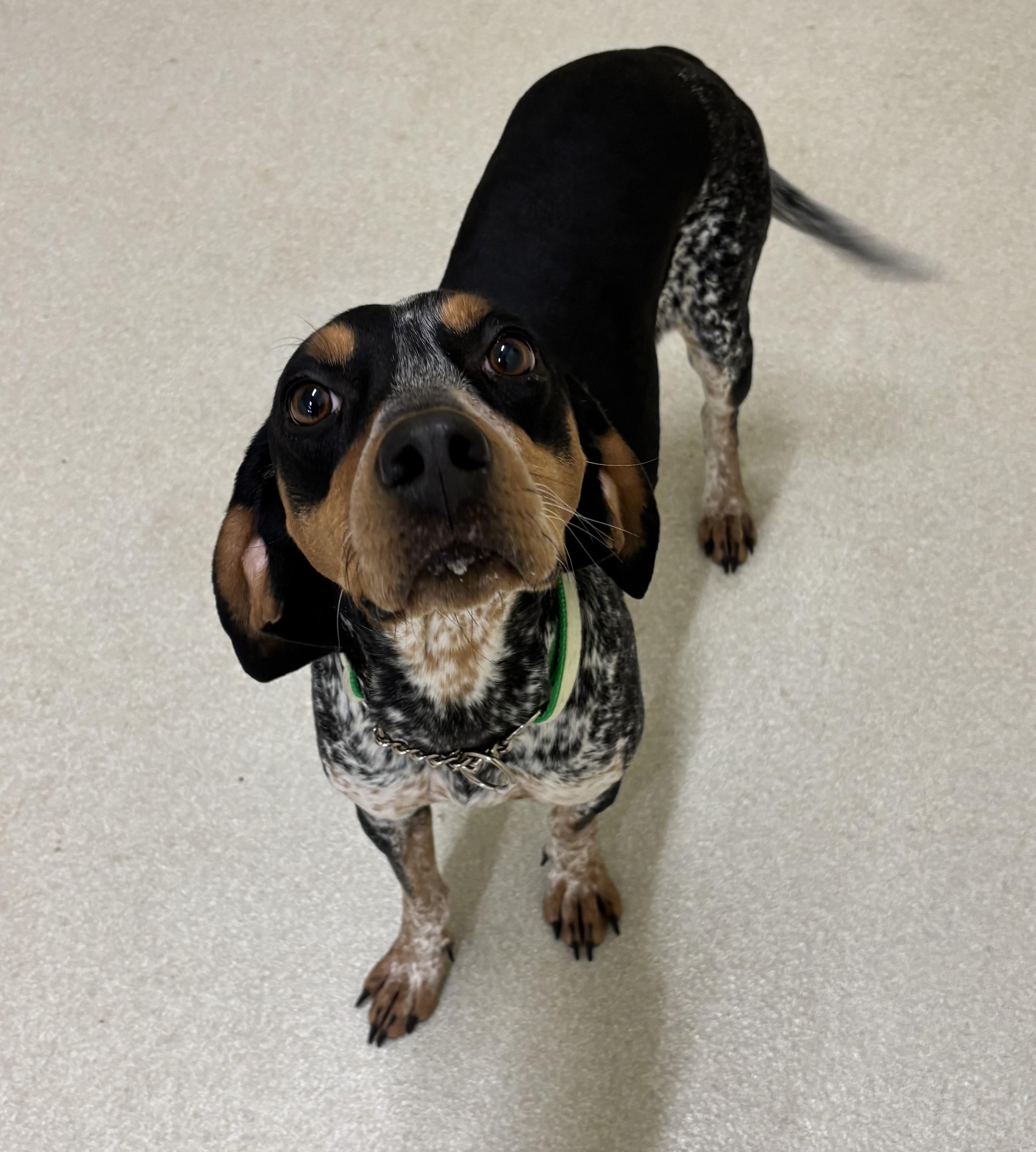 Delilah, adopted, Young Female Bluetick Coonhound.