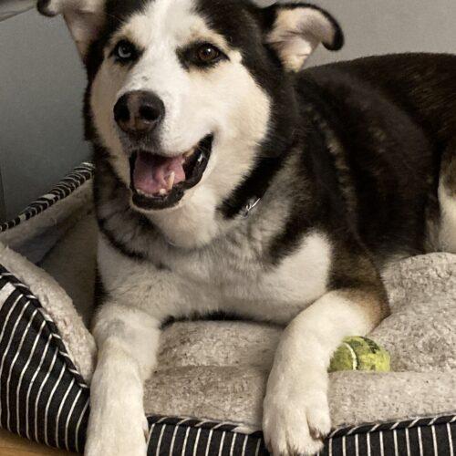 Enlarge Nash, a Adoptable mixed breed in Hawkestone, ON image 1/6