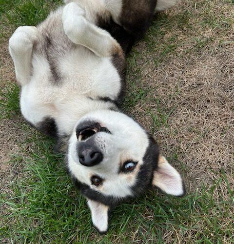 Enlarge Nash, a Adoptable mixed breed in Hawkestone, ON image 2/6