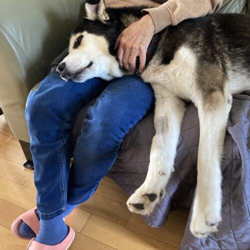 Enlarge Nash, a Adoptable mixed breed in Hawkestone, ON image 3/6