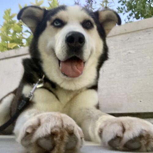 Enlarge Nash, a Adoptable mixed breed in Hawkestone, ON image 4/6