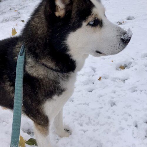 Enlarge Nash, a Adoptable mixed breed in Hawkestone, ON image 5/6