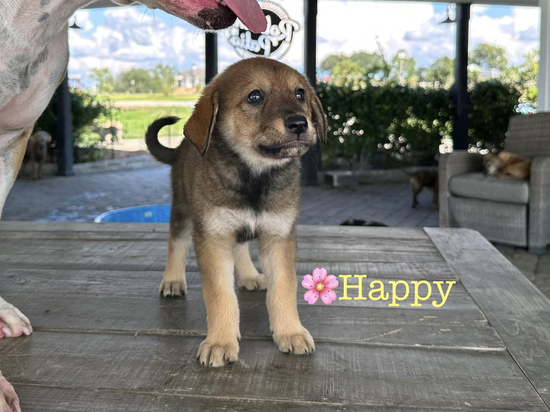 Happy