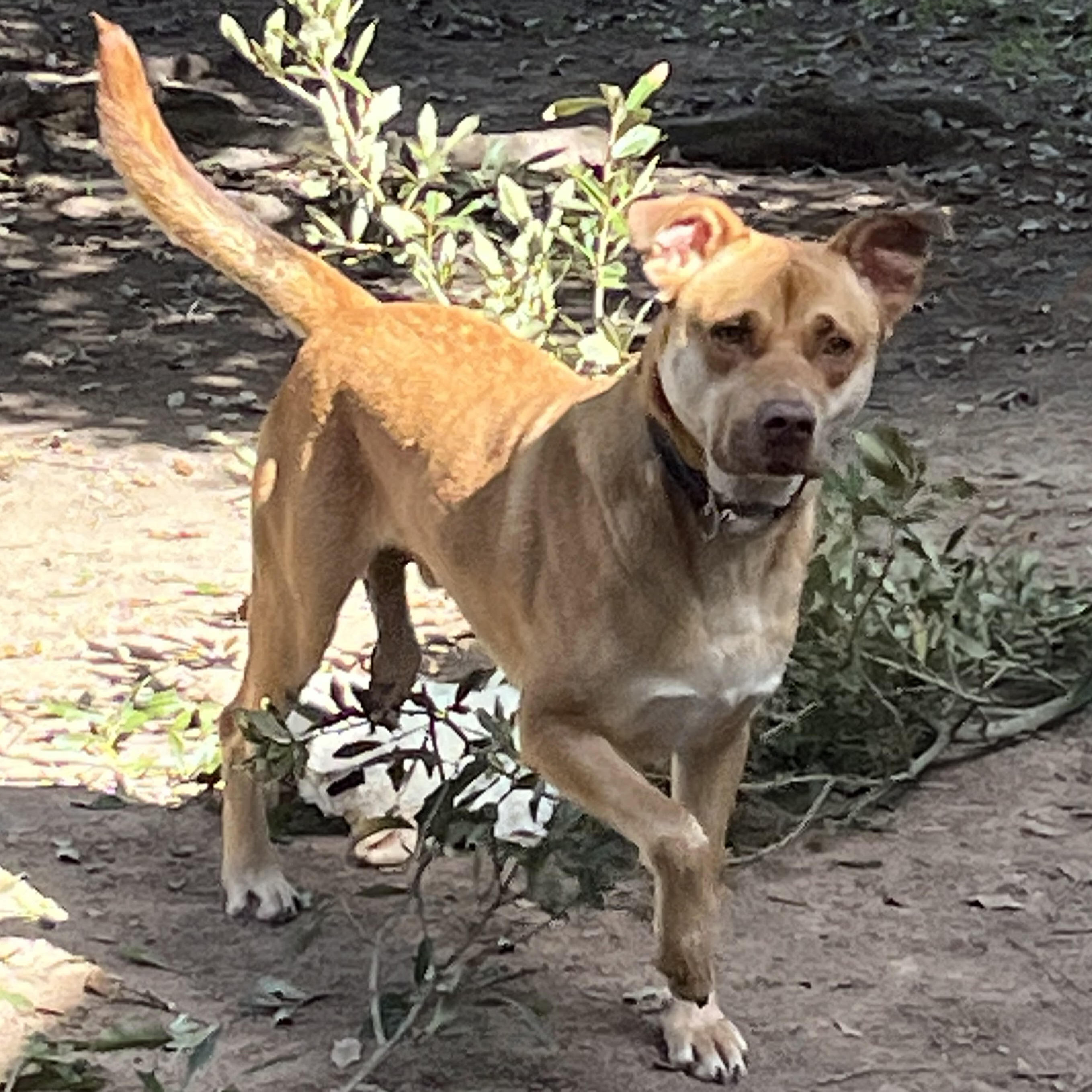 KOBE (AKA Kobert/Koberton)