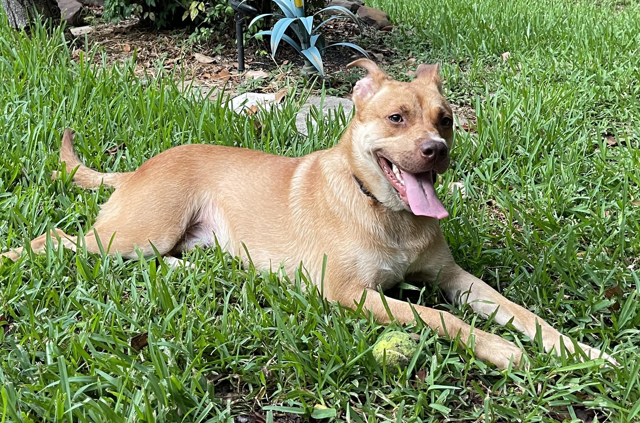 KOBE (AKA Kobert/Koberton), Adoptable, Young Male Mixed Breed & Carolina Dog.