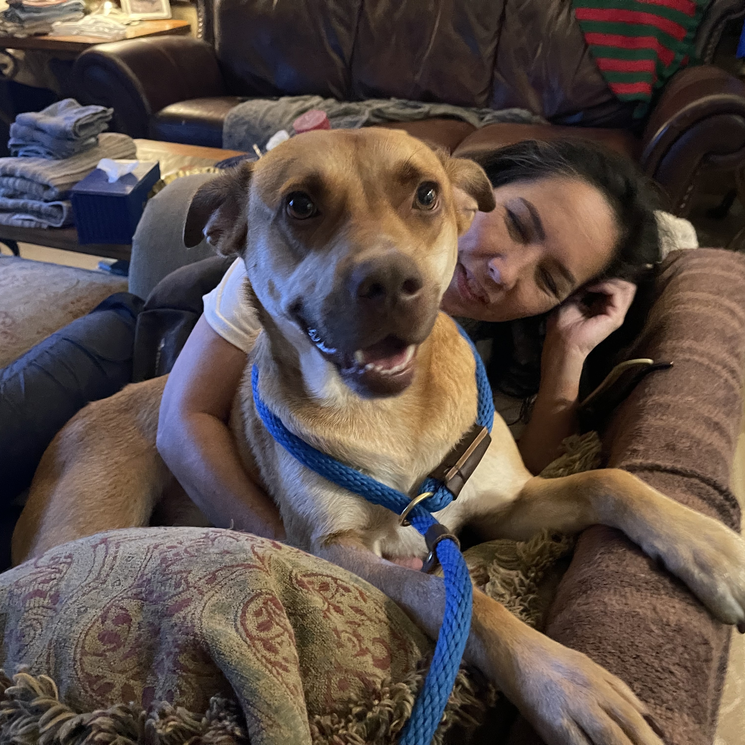 Enlarge KOBE (AKA Kobert/Koberton), a Adoptable mixed breed in Spring, TX image 3/7