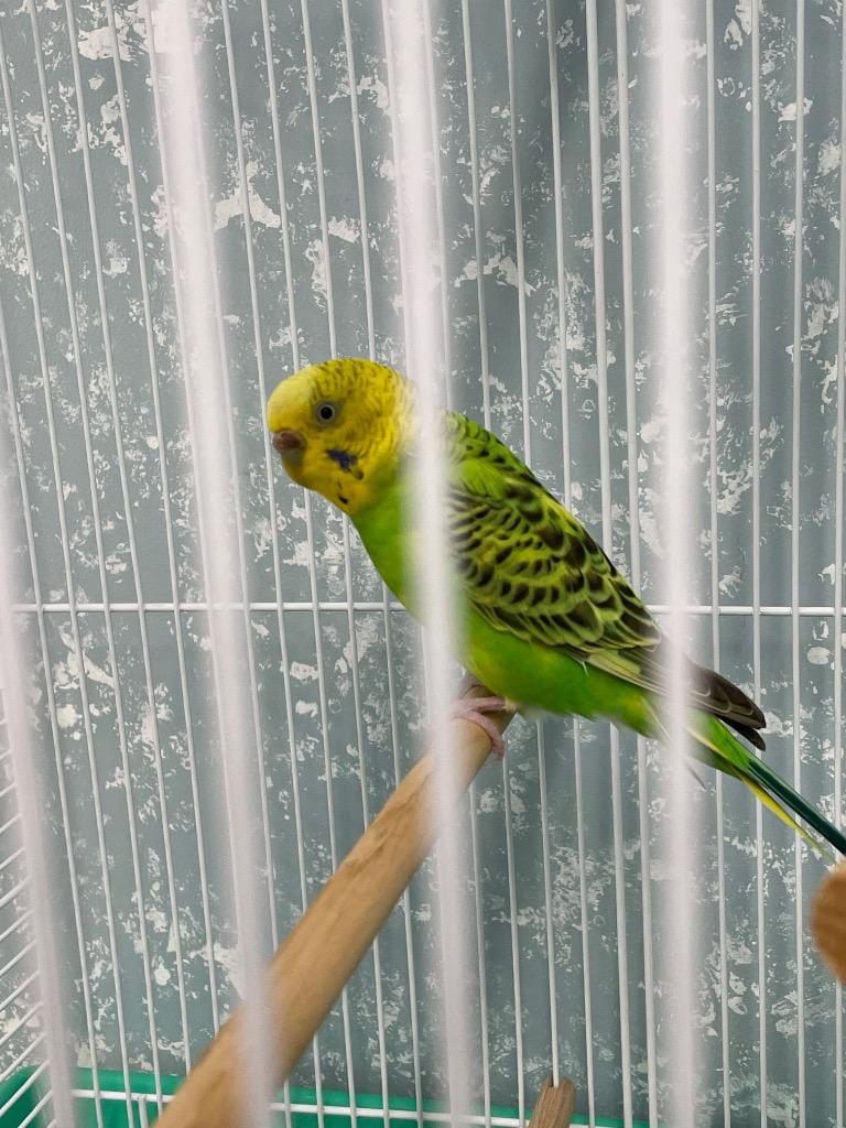 Jarritos, Adoptable, Young Female Parakeet (Other).
