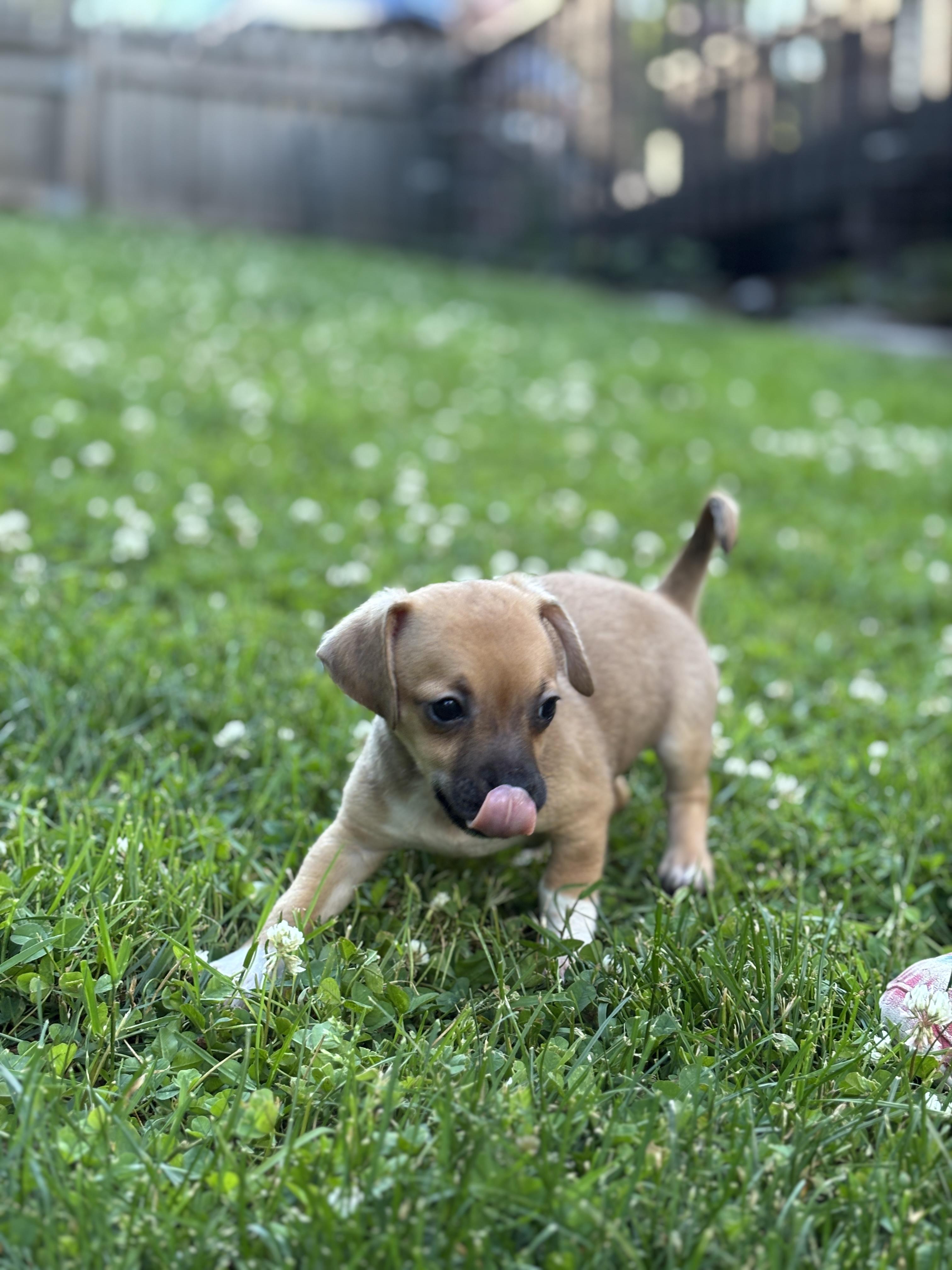 Enlarge Chester, a ADOPTABLE mixed breed in Lafayette Hill, PA image 2/3
