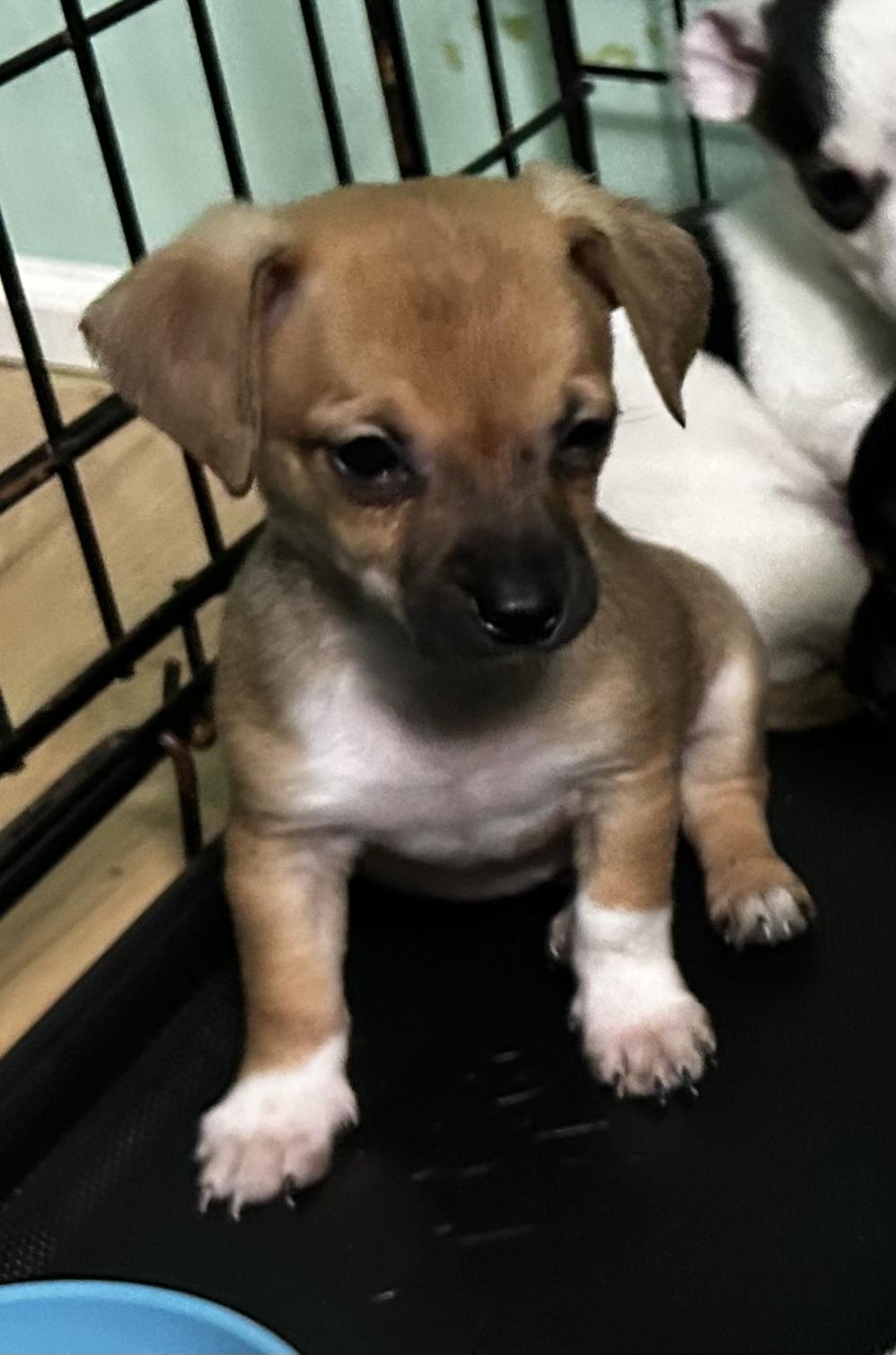 Enlarge Chester, a ADOPTABLE mixed breed in Lafayette Hill, PA image 3/3