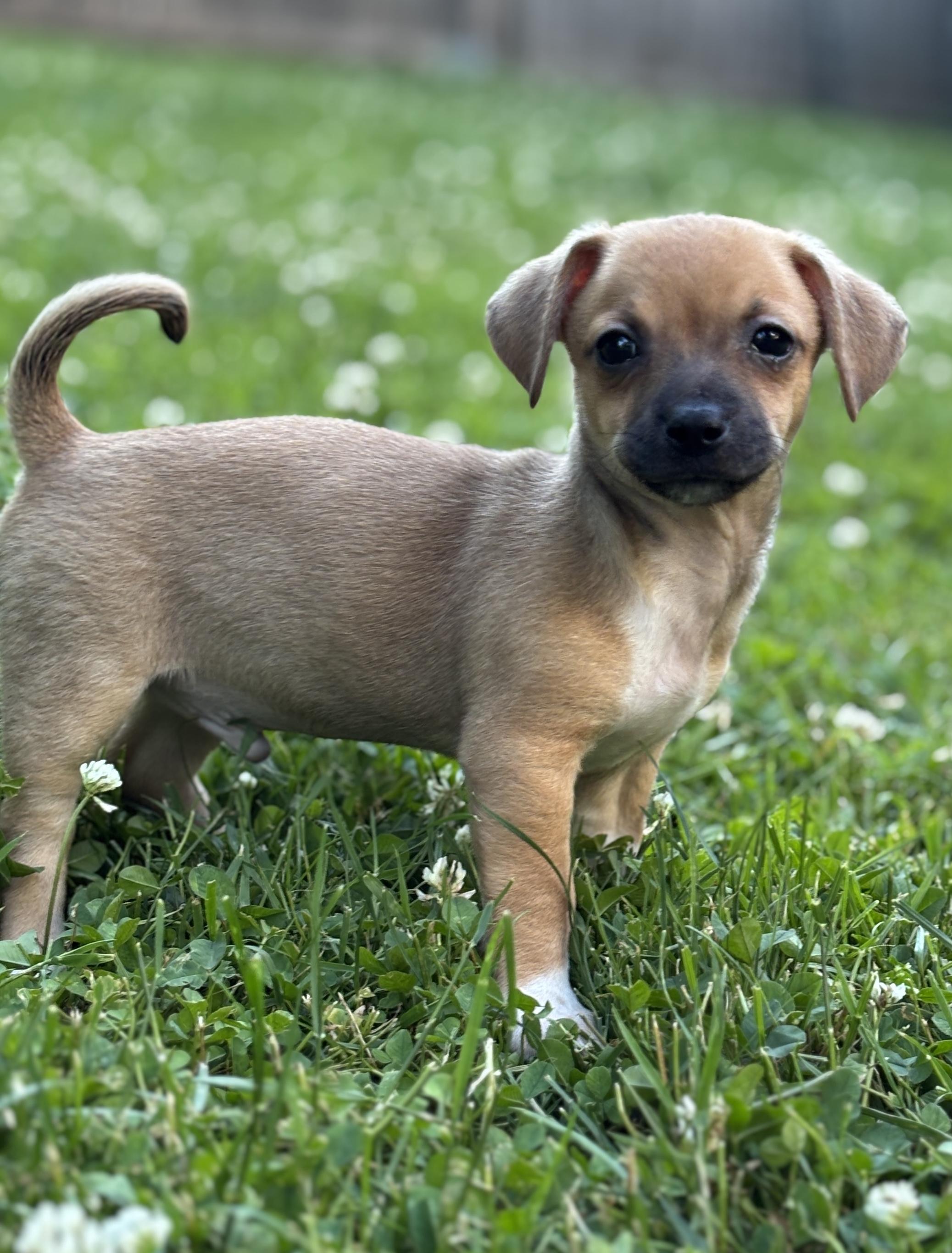 Enlarge Chester, a ADOPTABLE mixed breed in Lafayette Hill, PA image 1/3
