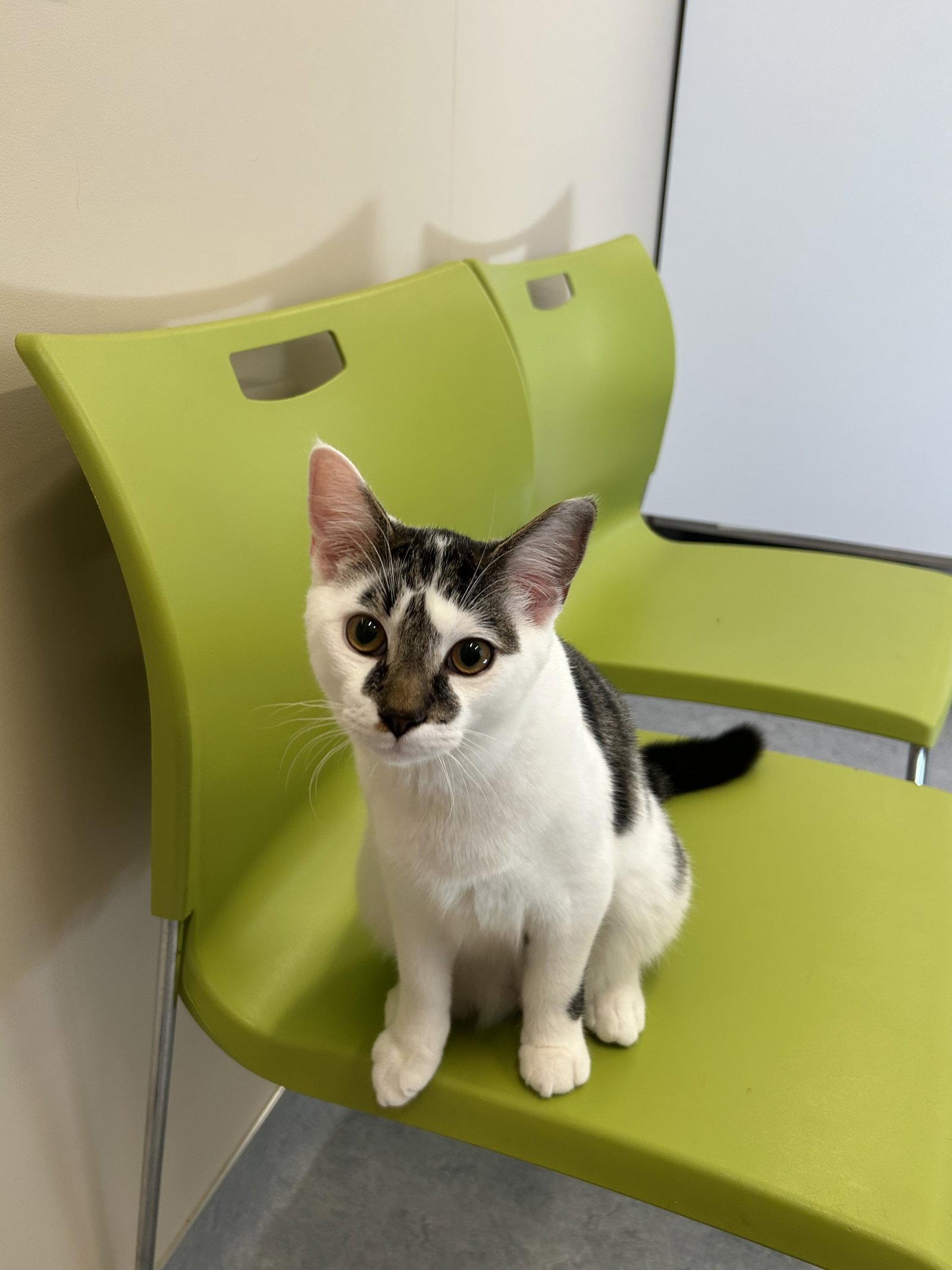 Xavier, Adoptable, Young Male Domestic Short Hair.