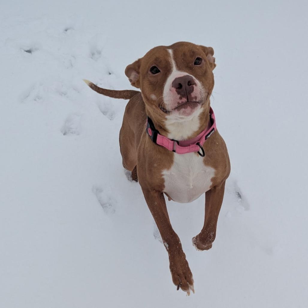 Enlarge Nellie, a Adoptable Pit Bull Terrier in Bristol, IN image 1/6