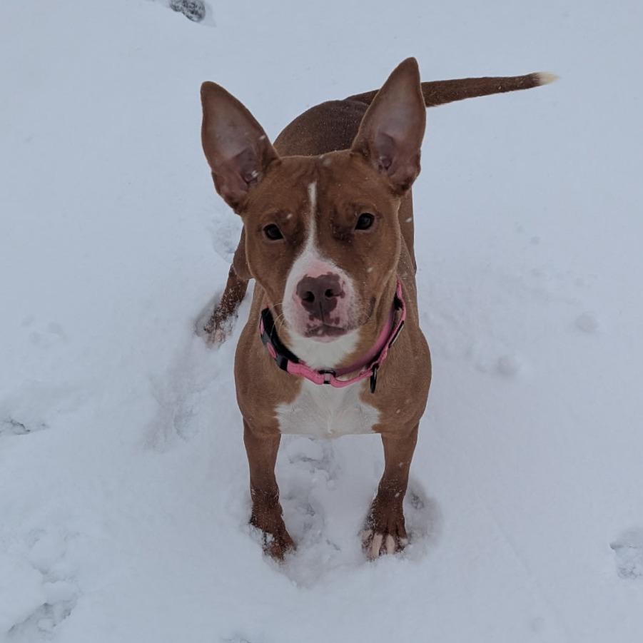 Enlarge Nellie, a Adoptable Pit Bull Terrier in Bristol, IN image 5/6