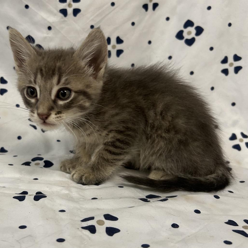 Enlarge Murray, a Adoptable Domestic Short Hair in Coos Bay, OR image 1/5