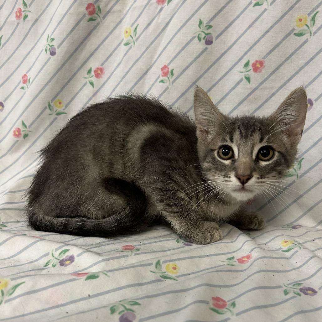 Enlarge Murray, a Adoptable Domestic Short Hair in Coos Bay, OR image 2/5