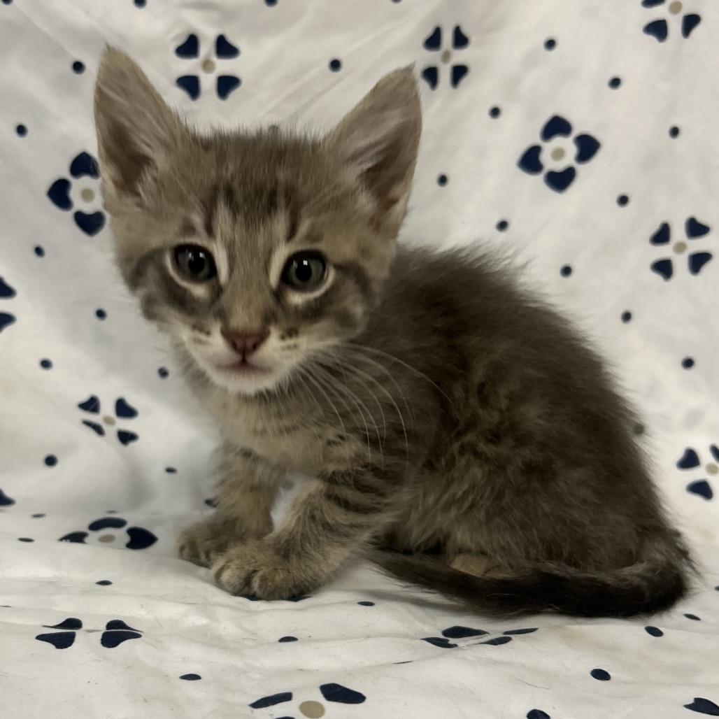 Enlarge Murray, a Adoptable Domestic Short Hair in Coos Bay, OR image 3/5
