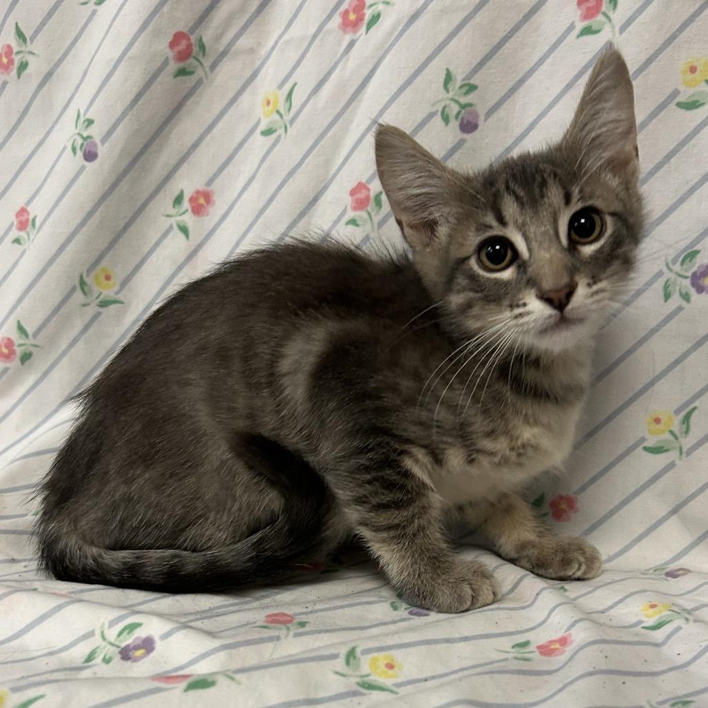 Enlarge Murray, a Adoptable Domestic Short Hair in Coos Bay, OR image 4/5