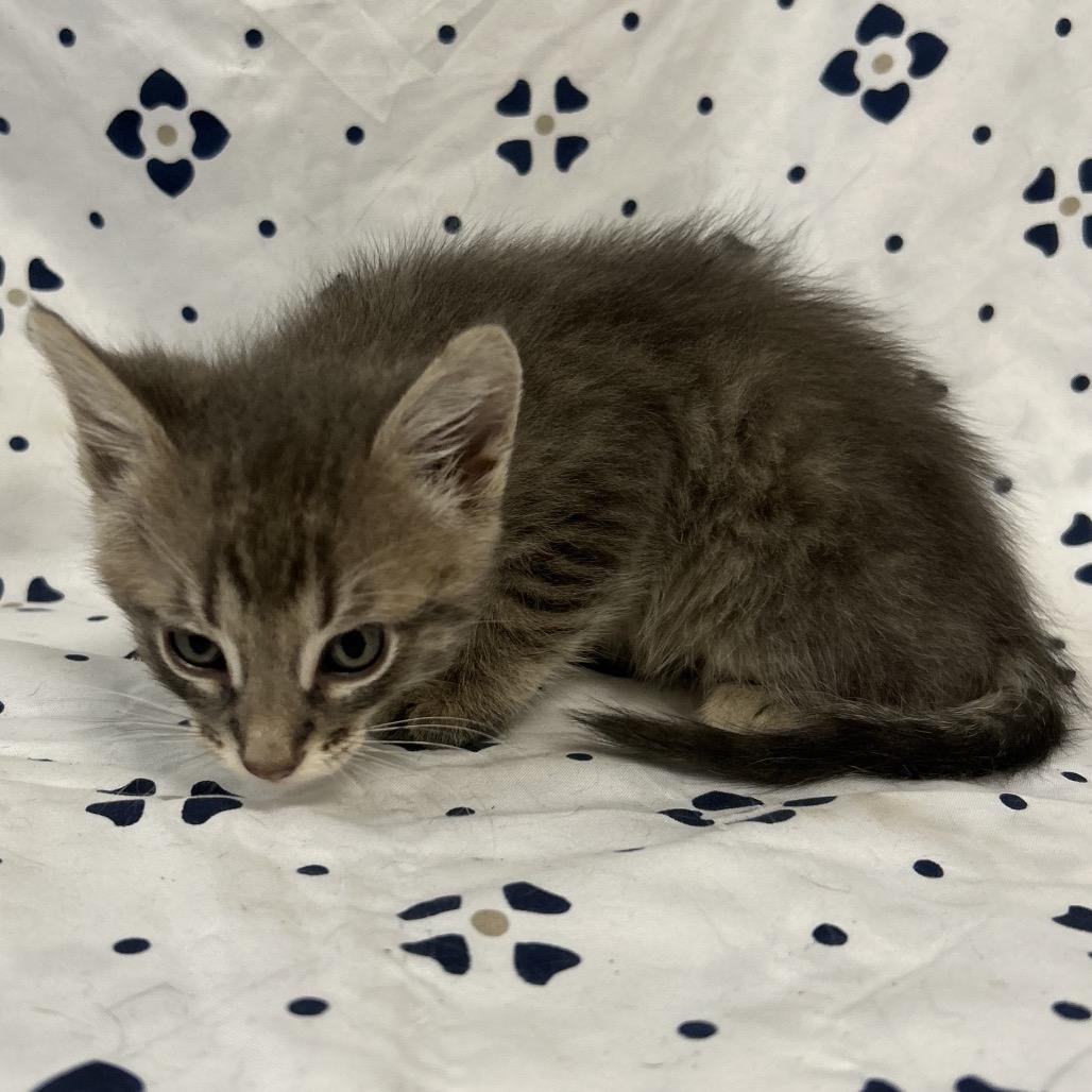 Enlarge Murray, a Adoptable Domestic Short Hair in Coos Bay, OR image 5/5