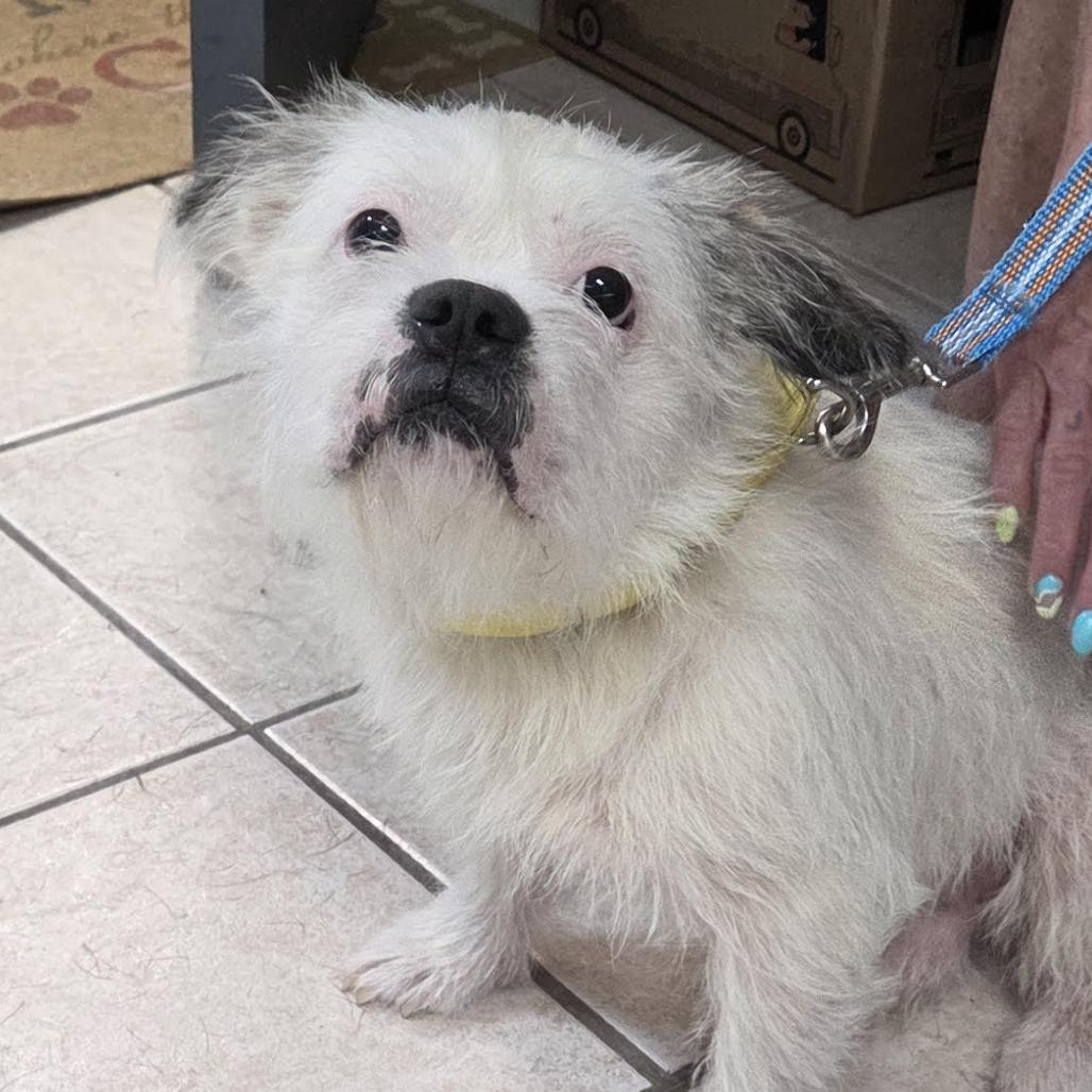 Optimus, Adoptable, Adult Male French Bulldog.