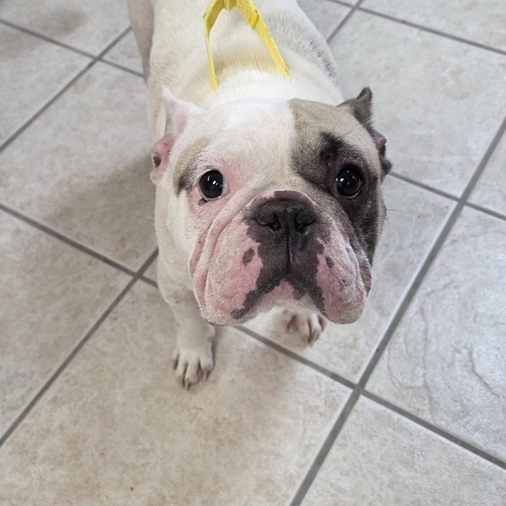 Enlarge Optimus, a Adoptable French Bulldog in Camden, DE image 2/3