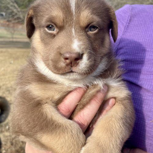 Enlarge Mars, an adopted mixed breed in South Portland, ME image 1/2