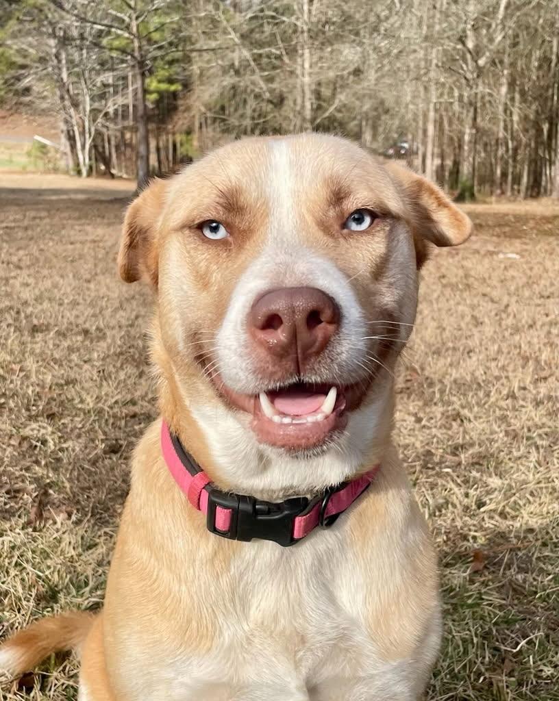 Enlarge Mars, an adopted mixed breed in South Portland, ME image 2/2