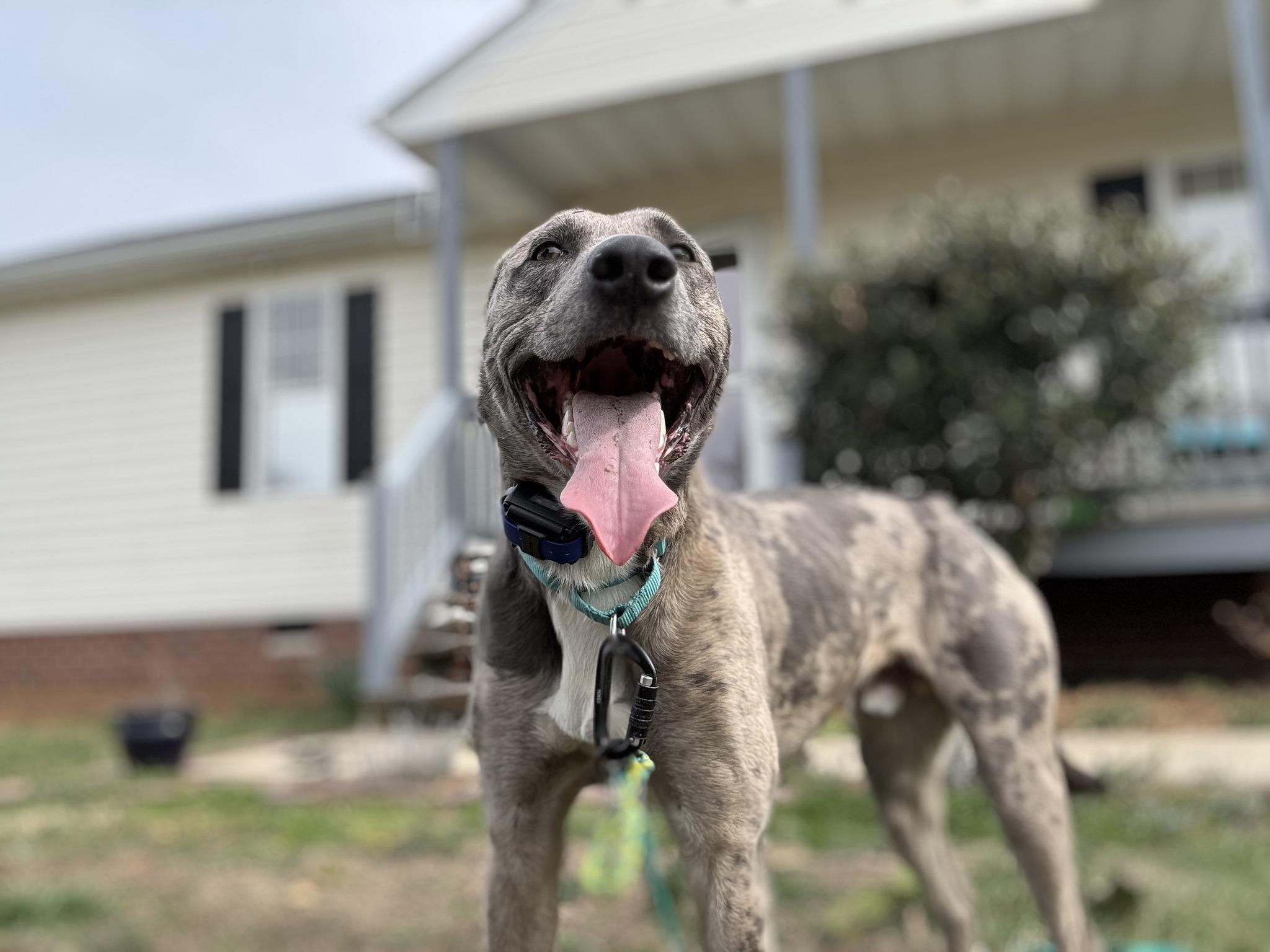 Enlarge Hopper, a Adoptable Catahoula Leopard Dog in Richmond, VA image 3/5